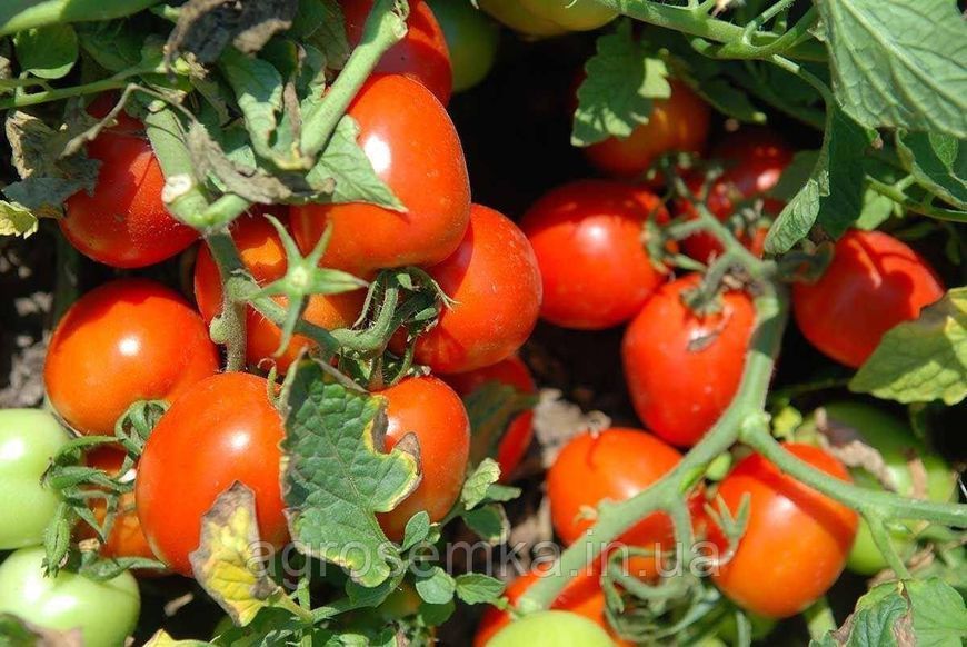 Семена Томат Уно Россо F1 20 шт / United Genetics 10403 фото