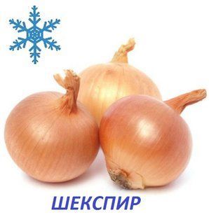 Озима цибуля сіянка Шекспір 8/16 1кг/ ТОР 10780 фото