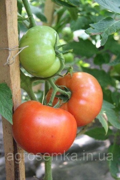Семена Томат Уракан F1 20 шт / United Genetics 10404 фото