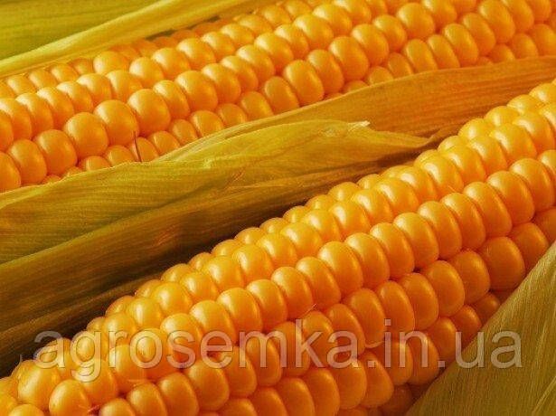 Семена Кукуруза сахарная Ранняя золотая 20г 10350 фото
