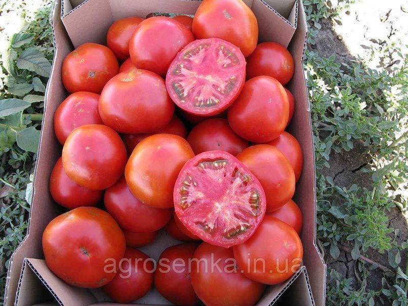Семена Томат Уракан F1 20 шт / United Genetics 10404 фото