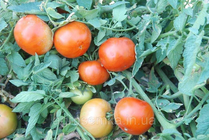 Семена Томат Уракан F1 20 шт / United Genetics 10404 фото