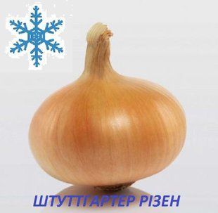 Цибулю сіянка озима Штуттгартер Різен 8/21 1кг / Broer 10782 фото