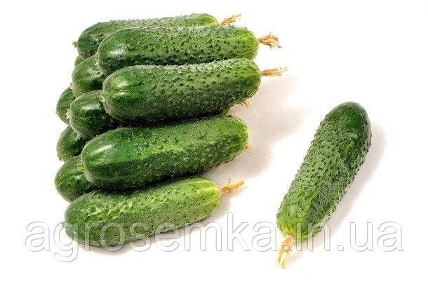 Семена Огурец Арктика F 10 шт / NongWoo Bio 11333 фото