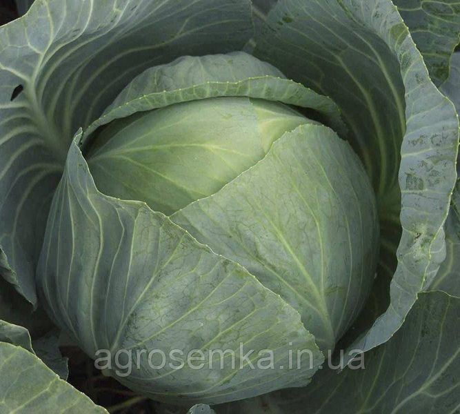 Семена Капуста Агрессор F1 100 шт / Syngenta 11609 фото