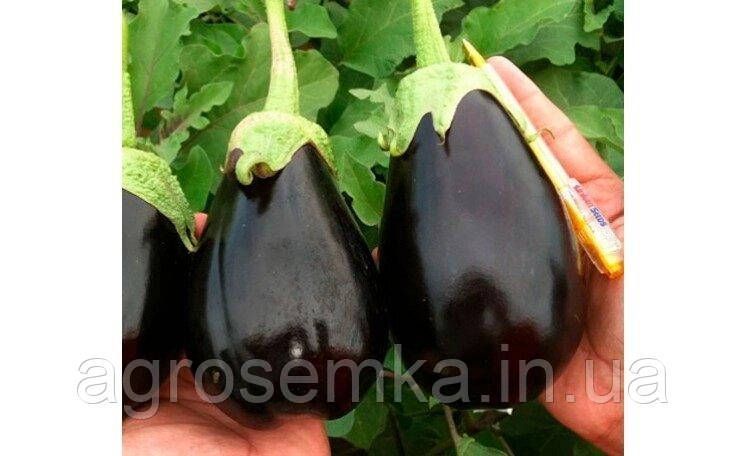 Семена Баклажан Гордита F1 30 шт / United Genetics 11168 фото