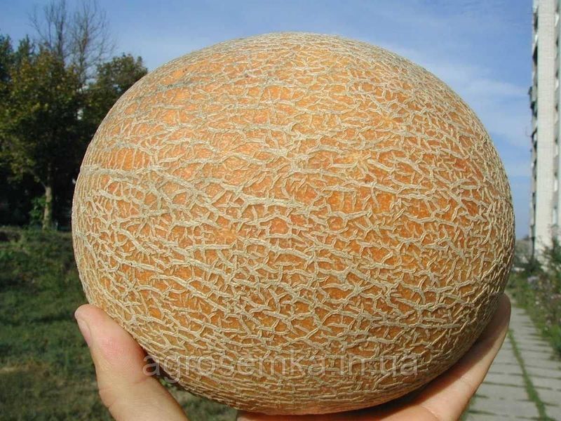 Семена Дыня Ананас 0,5 г / United Genetics 10463 фото