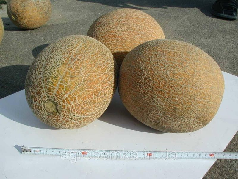 Семена Дыня Ананас 0,5 г / United Genetics 10463 фото