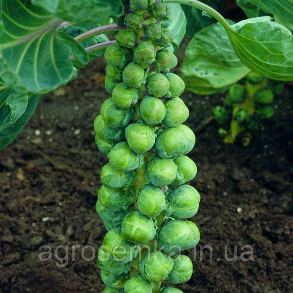 Семена Брюссельская капуста Абакус F1 / Syngenta 10099 фото