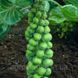 Семена Брюссельская капуста Абакус F1 / Syngenta 10099 фото 3