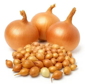 Лук севок озимый