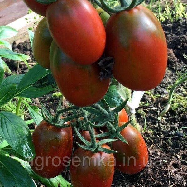 Семена Томат Де Барао чорный 0.1г 10155 фото